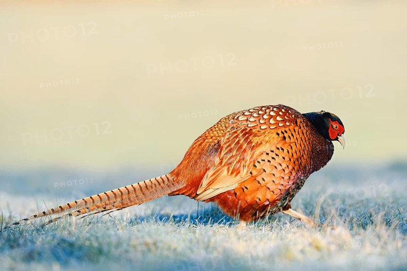 Hunting pheasant (Phasianus colchicus), cock in a meadow with hoar frost, North Rhine-Westphalia, Germany