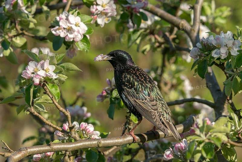 Star, Starling, Sturnus vulgaris, Birds, Passeri, Songbirds, Birds