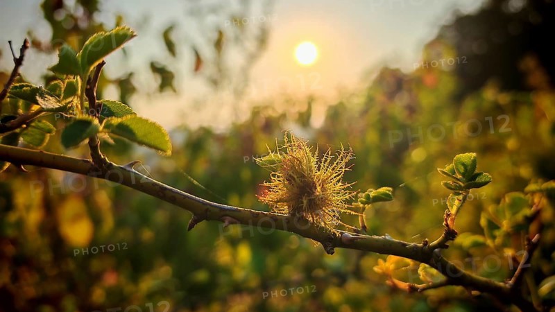 A rose apple produced by the mossyrose gall wasp (Diplolepis rosae), on a branch of a wild rose (Rosa) covered in the fruit, at sunset. A natural setting with a blurred background, Frankenwald nature park Park, Upper Franconia