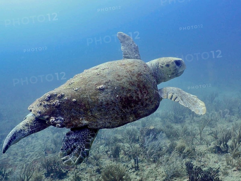 A large loggerhead sea turtle (Caretta caretta) glides through the blue waters of the ocean, at the Breakers dive site, Palm Beach, Florida, USA