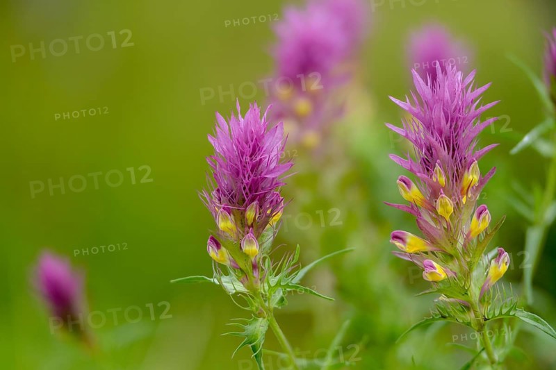 Field quail wheat, brown root family, melampyrum arvense, orobanchaceae, scrophulariaceae, summer root family, quail wheat, field cow wheat, flora, plants, plants