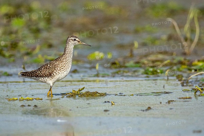 Spotted Redshank (Tringa erythropus) Hungary