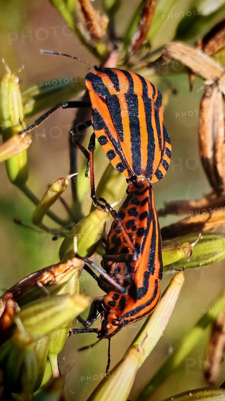 Two orange-and-black-striped striped bugs (Graphosoma italicum) on a plant, mating in their natural habitat, Kronach, Frankenwald nature park Park, Upper Franconia