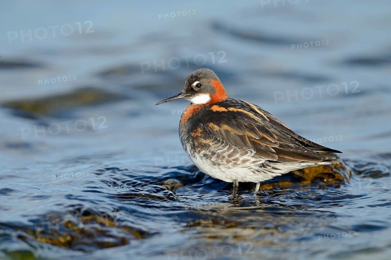 Female Red-necked Phalarope (Phalaropus lobatus) in breeding plumage. Myvatn, Iceland