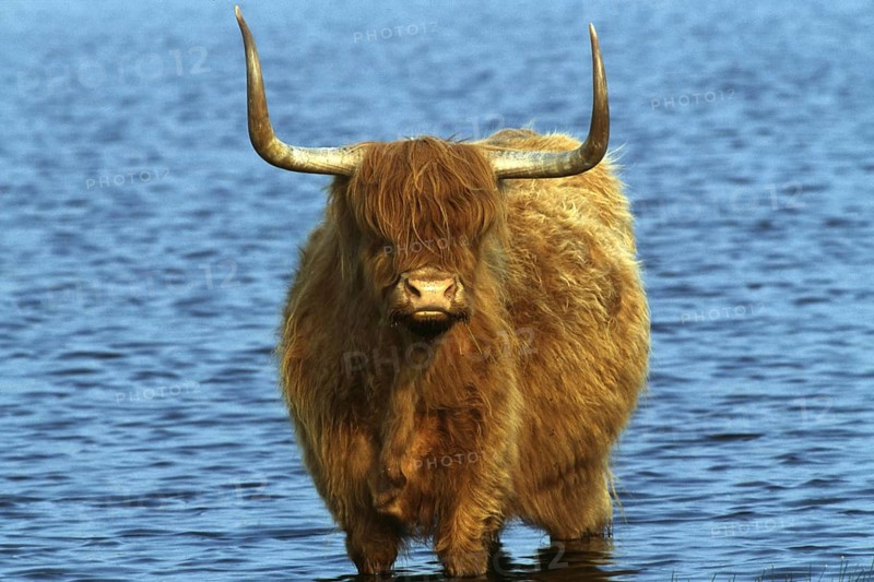 Galloway - Scottish Highland Cattle, Scotland, United Kingdom