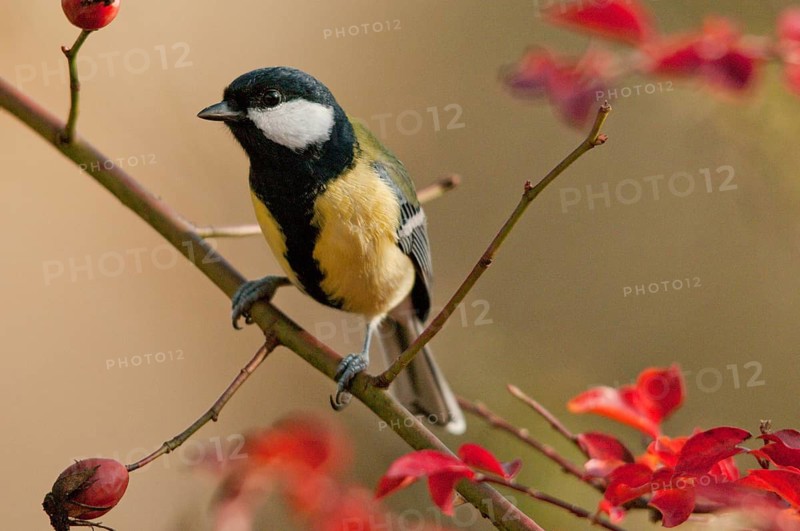 Great tit, great tit, parus major, autumn, birds, autumn, tits, passeri, songbirds, songbirds, tits, birds