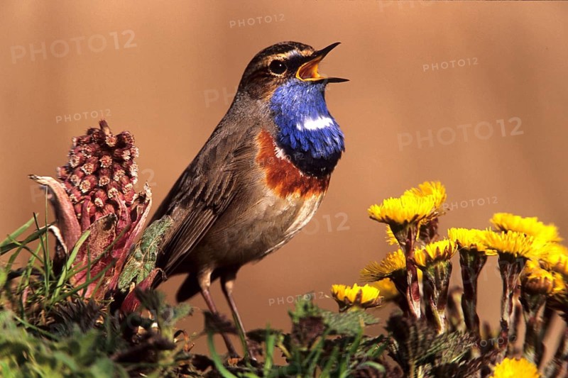 Bluethroats in the biotope, Germany, Federal Republic of Germany
