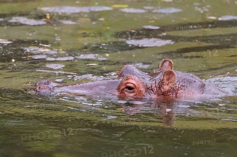 A full-grown hippopotamus (Hippopotamus amphibius) rests in the water. Only the head can be seen. Democratic Republic of the Congo, Uganda, Tanzania, Kenya, Ethiopia, Somalia, Sudan, Gambia, South Africa