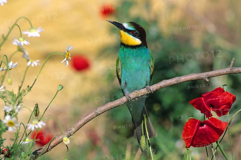 Bee-eater perched on a perch (Merops apiaster), Germany, Federal Republic of Germany