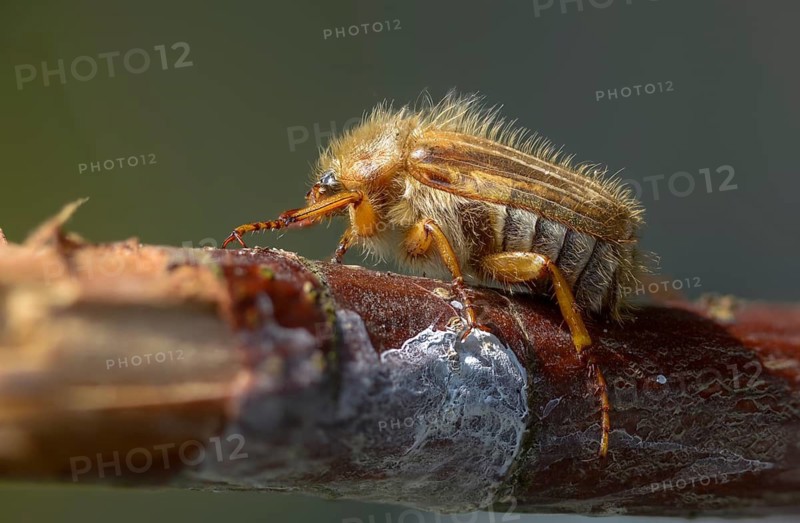 Amphimallon solstitiale, leaf horn beetle, curlew beetle, European June beetle, ribbed curlew, June beetle, scarabaeidae, beetle, coleoptera, insects, beetles, summer chafer