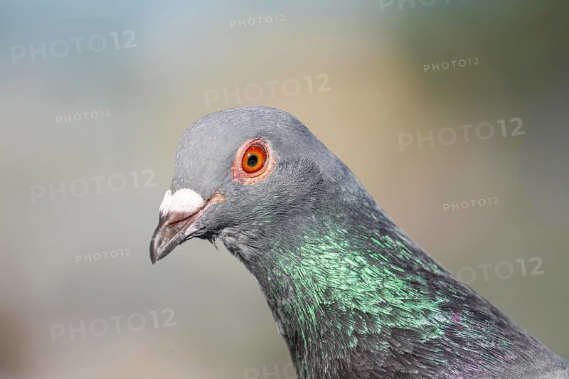 Typical city pigeon, domesticated form of rock dove, Columba livia domestica