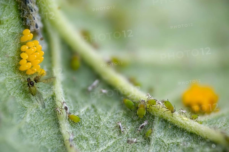 Coccinella septempunctata, seven-spotted ladybird, beetle, aphid, aphids, coleoptera, eggs, clutches, insects, beetles, seven-spot ladybird, seven-spotted ladybug