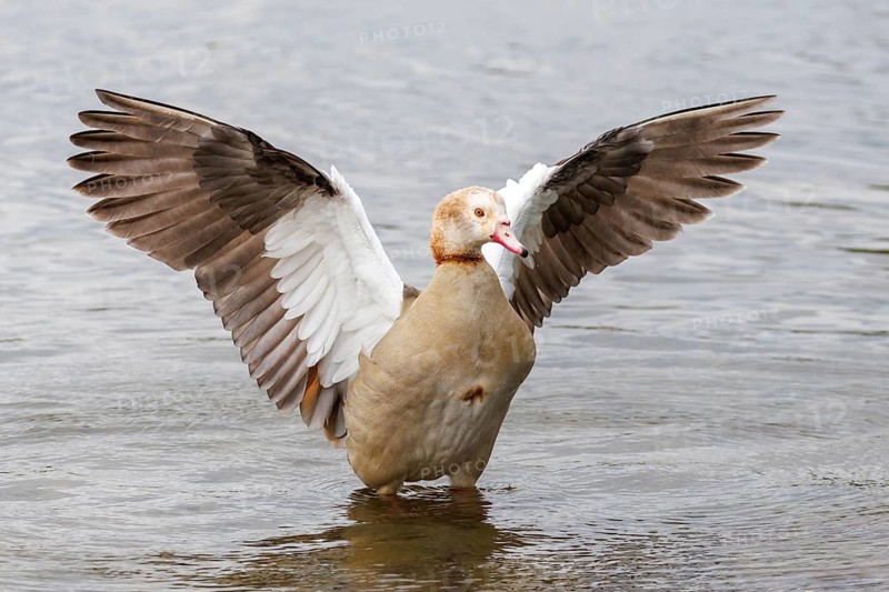 Egyptian goose (Alopochen aegyptiaca) with outstretched wings stands in shallow water, showcasing its brown and white feathers