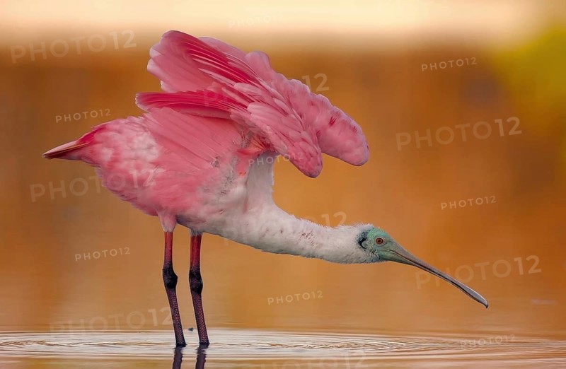 Animals Birds Roseate spoonbill (Ajaia ajaia), Florida