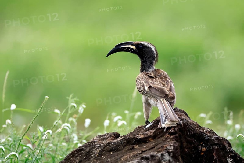 Grey-billed hornbill (Lophoceros nasutus), adult, male, alert, Kruger National Park, South Africa