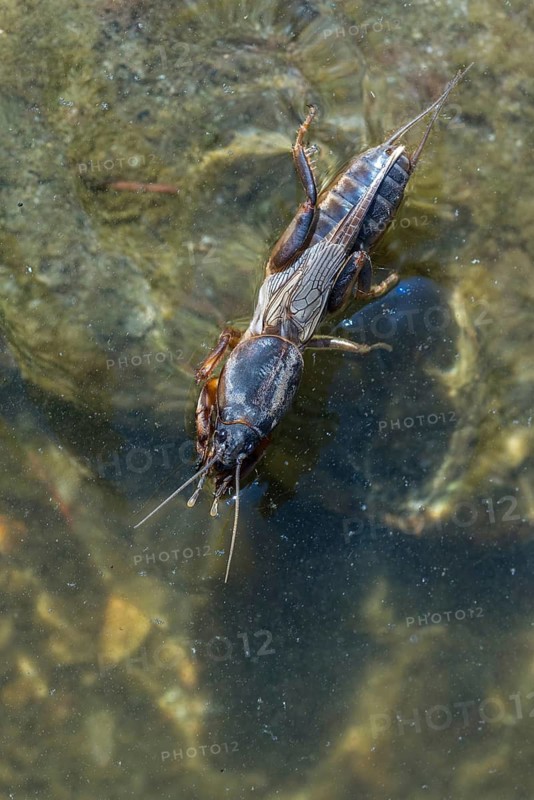 European mole crickets, grasshoppers, gryllotalpa gryllotalpa, half-devil, mole crickets, werre, dwarf, ensifera, grasshoppers, high size, portrait format, insects, insects, long-feeler scare, swimming, water