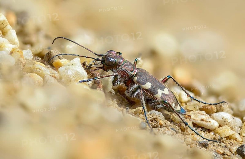 Cicindela hybrida, dune sandground beetle, copper-brown sandground beetle, sandground beetle, beetle, coleoptera, insects, beetles, northern dune tiger beetle