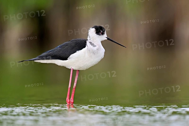 A black-winged Black-winged Stilt (Himantopus himantopus) wades through a pond in search of food, Camargue, southern France