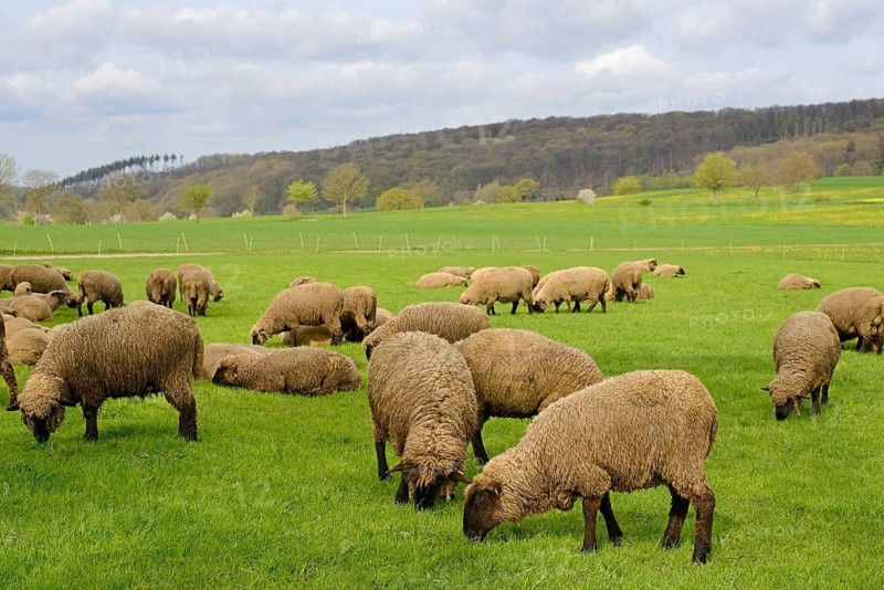 Domestic sheep (Ovis gmelini aries) in a pasture, flock of sheep, North Rhine-Westphalia, Germany