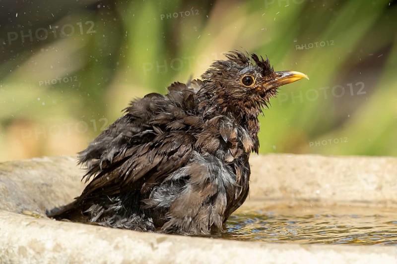 Eurasian blackbird (Turdus merula) adult garden bird bathing in a water bird bath, England, United Kingdom