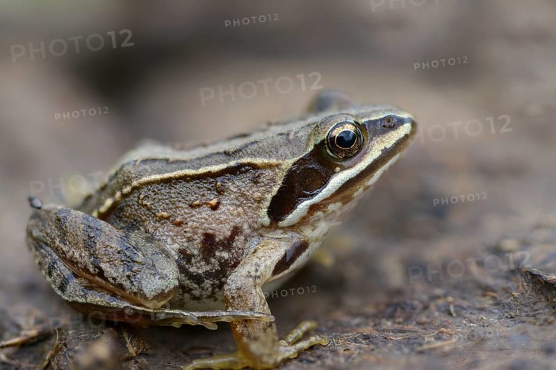 Manure heap, poop, cow dung, cow patties, moor frog, moor frog, rana arvalis, amphibians, amphibians, dung, frog, frog, frogs, young animal, juvenile, droppings, amphibians, dung, dung heap