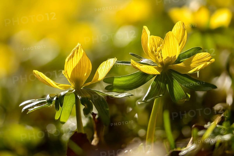Eranthis hyemalis, buttercup, ranunculaceae, winterling, flora, spring, plants, spring, winter aconite