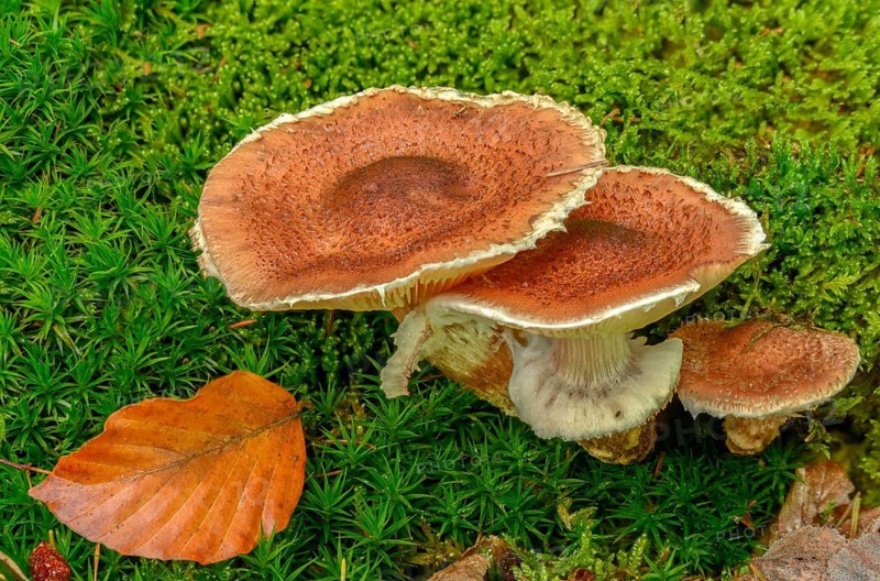Armillaria ostoyae, Armillaria polymyces, Armillaria solidipes, brown honey mushroom, dark honey mushroom, common honey mash, common honey mash, softwood honey mash, fungi, fungi, mushrooms