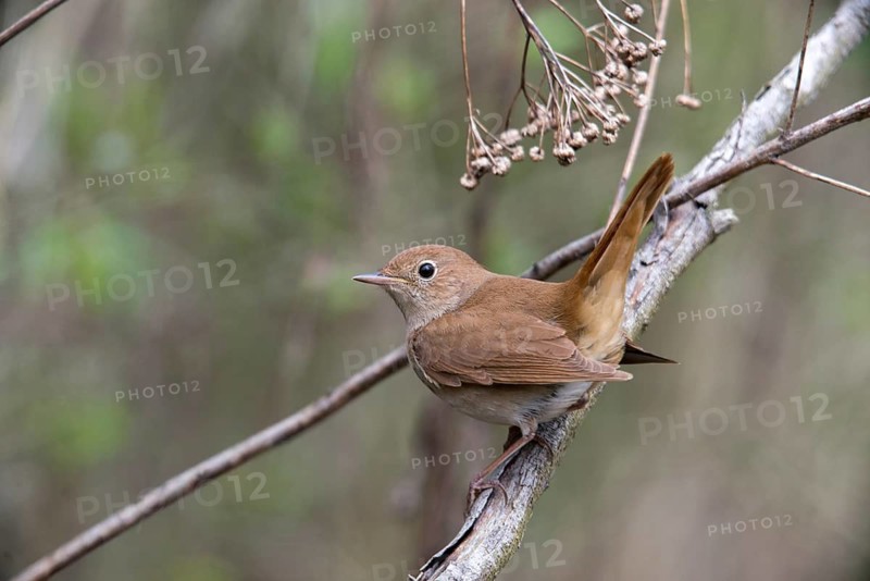 Luscinia megarhynchos, nightingale, birds, passeri, songbirds, songbirds, birds