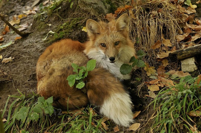 Fox lying in autumn leaves, Sauerland North Rhine-Westphalia, October 2008