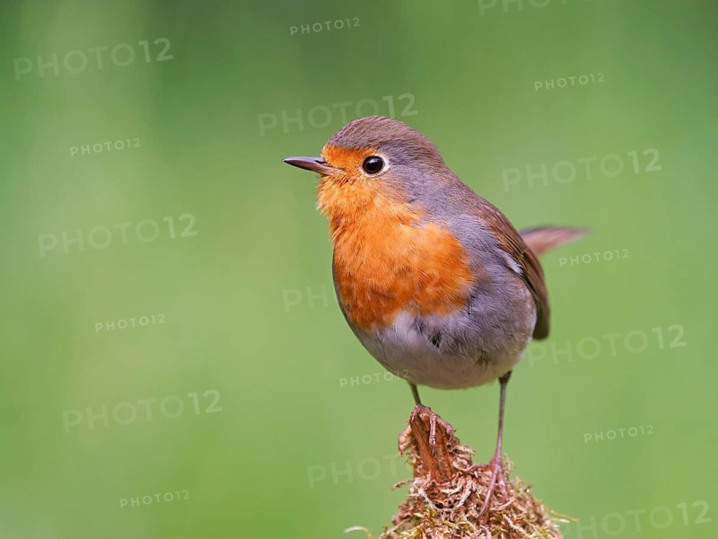 Robin (Erithacus rubecula) sitting on a mossy root, Solms, Hesse, Germany