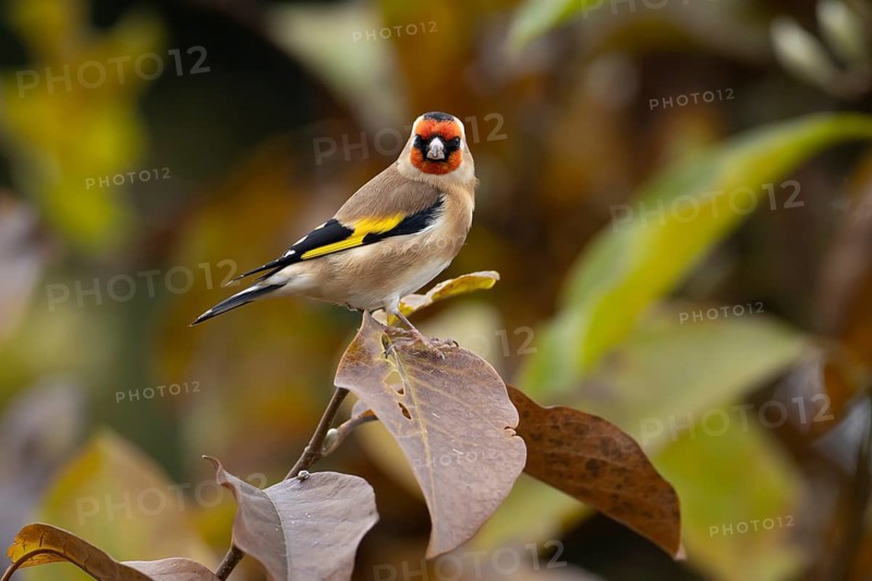 European goldfinch (Carduelis carduelis) adult garden bird in a magnolia tree with autumn colour leaves, England, United Kingdom