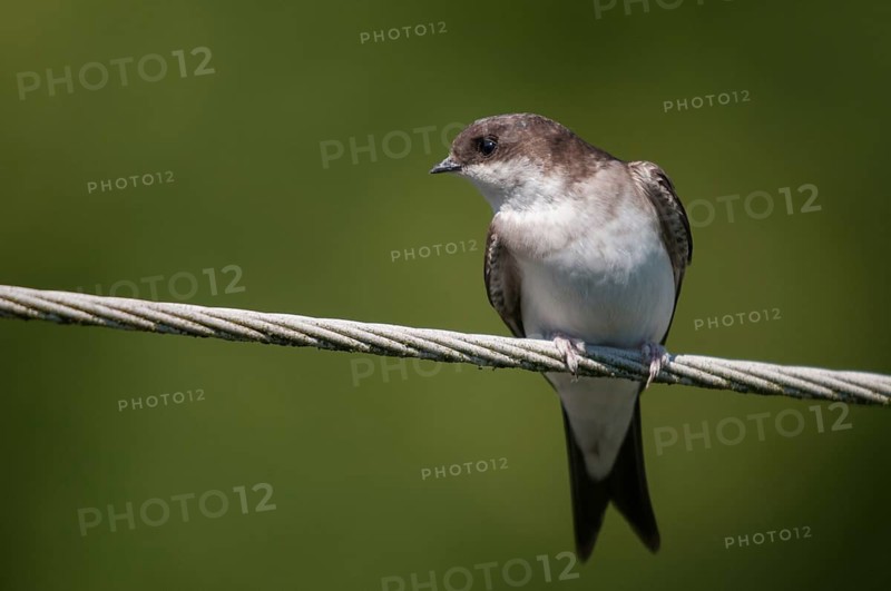 Delichon urbica, house martin, house martins, birds, adolescent, juvenile, passeri, swallows, songbirds, birds
