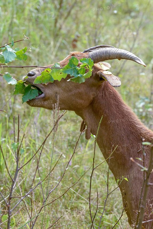 Artiodactyla, Capra Aegagrus Hircus, even-toed ungulate, cloven-hoofed, Pöllwitzer Wald, Thuringia, Thuringia, grazing, domesticated animals, extensive grazing, woody bite, goat, pet, high size, portrait, mammals, bite, willow, wild willow, goat
