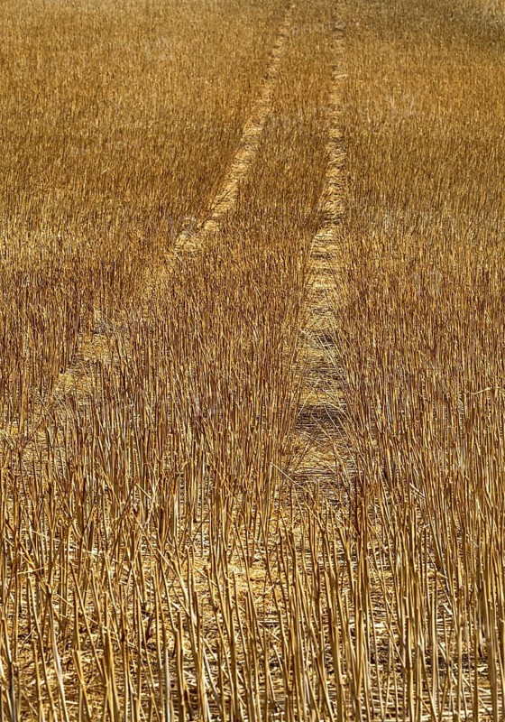 Golden Wheat Field Tracks After Summer Harvest. Limagne plain. Puy de Dome. Auvergne Rhone Alpes. France