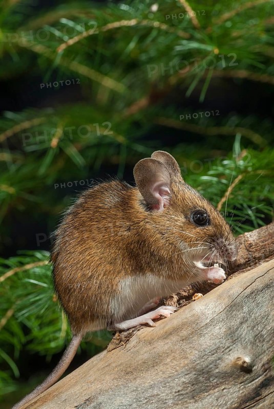 Apodemus flavicollis, yellow-necked mouse, rodents, rodentia, yellow-necked mouse, high size, portrait format, mammals, mouse, mouse, muroids, mice, rodents, mammals