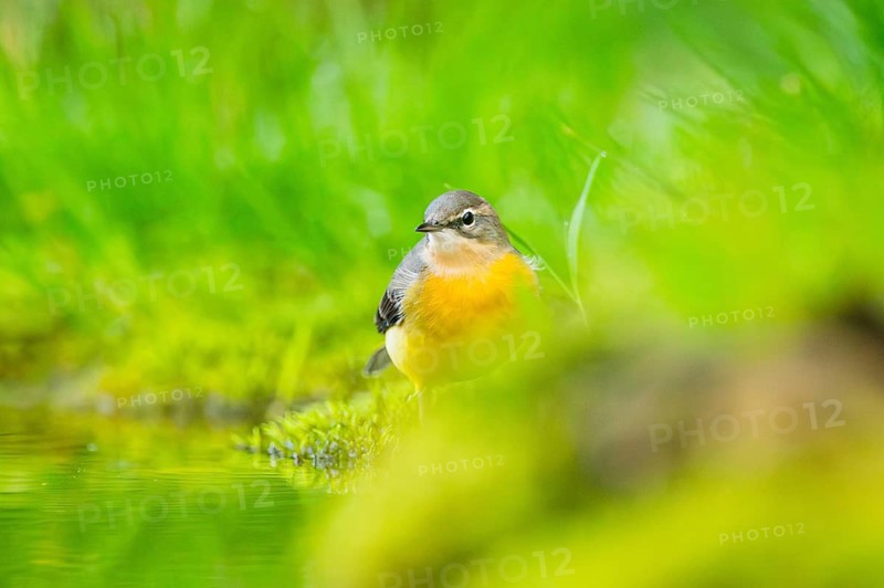 Grey Wagtail (Motacilla cinerea) hunting at a little lake in a swamp, wildlife, Germany