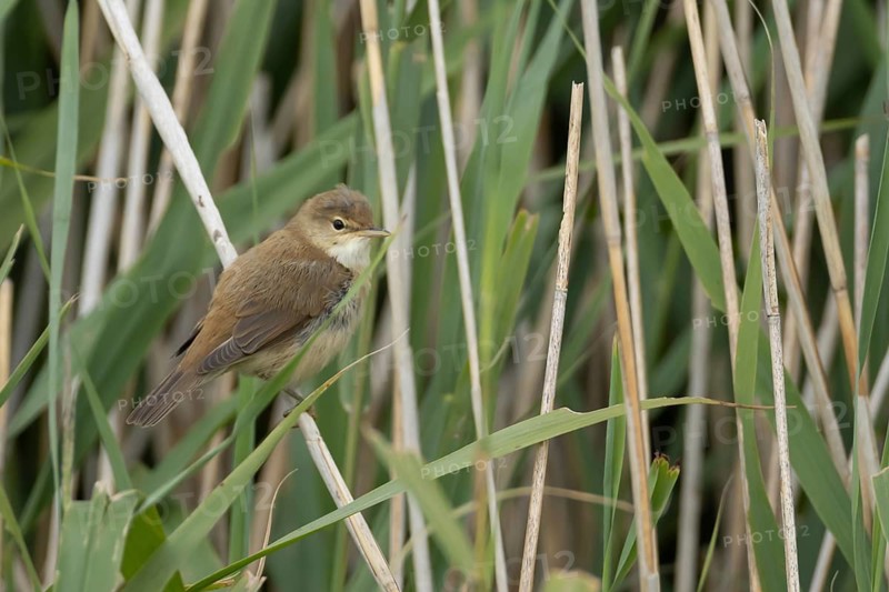 Reed warbler (Acrocephalus scirpaceus) adult bird in a reedbed, England, United Kingdom