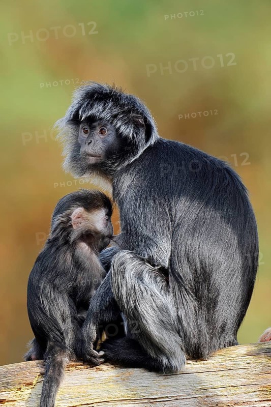 Javan lutung (Trachypithecus auratus), a female and her young sitting on a tree trunk, in captivity, found in Indonesia