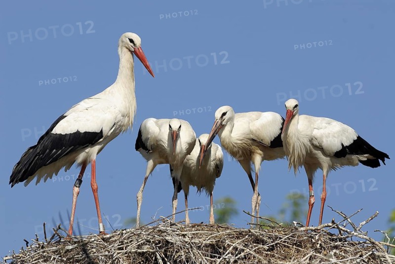 White stork, Ciconia ciconia