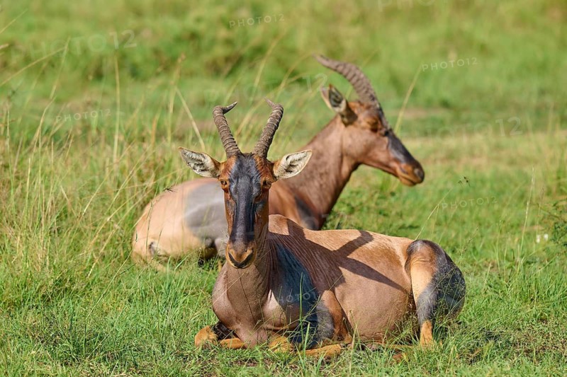 Two resting antelopes with horns in green surroundings, topi (Damaliscus lunatus jimela), Masai Mara National Reserve, Narok County, Kenya