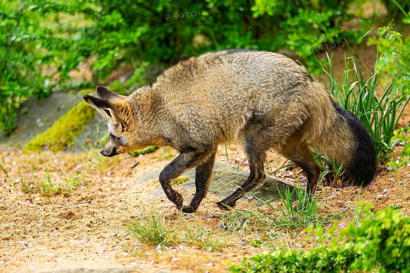Bat-eared fox (Otocyon megalotis) walking on the ground looking for food, Bavaria, Germany