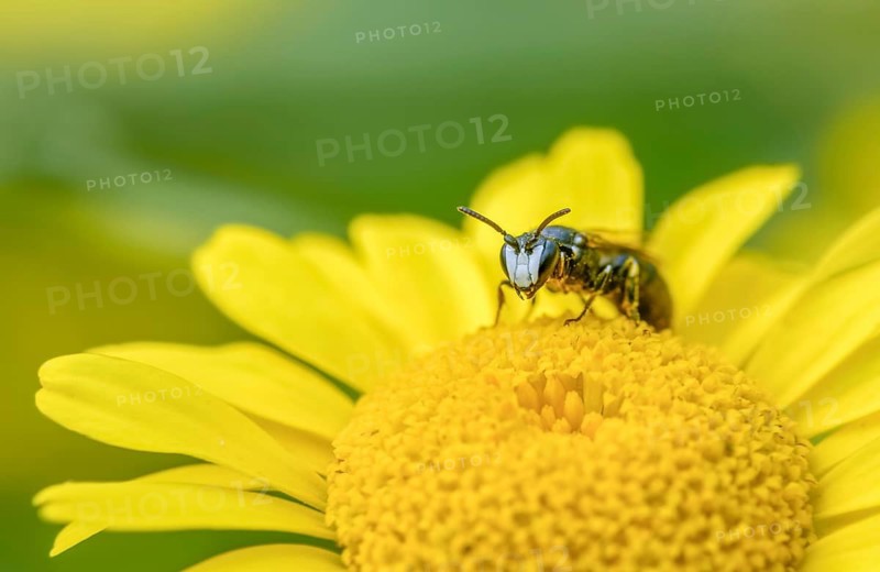 Anthophila, apiformes, bees, hylaeus, hylaeus nigritus, hymenoptera, mask bees, tansy mask bees, insects