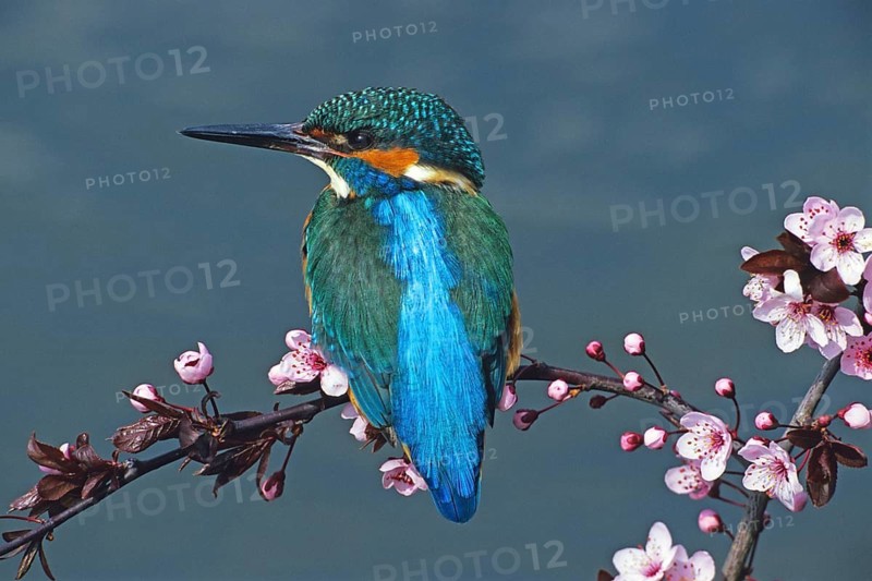 Kingfisher perched on a perch (Alceda atthis), animals, birds, kingfishers, apple tree, tree blossoms, Germany, Federal Republic of Germany
