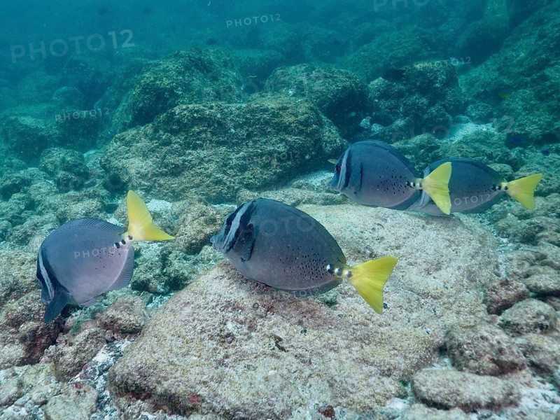 A school of fish with yellow caudal fins, Galapagos surgeonfish (Prionurus laticlavius), swimming over a rocky reef, Sombrero Reef dive site, Playa Flamingo, Costa Rica, Pacific Ocean, Central America