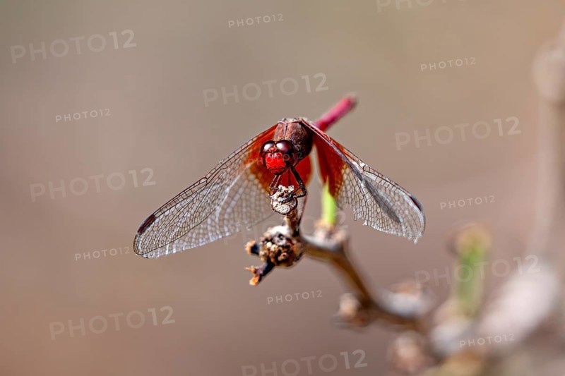Close-up of a dragonfly with red and brown hues on a branch in its natural habitat: a red fire dragonfly in the Caatinga in Brazil (Crocothemis erythraea)