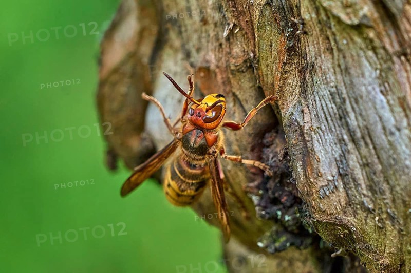 European hornet (Vespa crabro) searching for food on an old tree trunk. Detailed macro wildlife photograph showing natural behavior, textured bark, selective focus, and green background