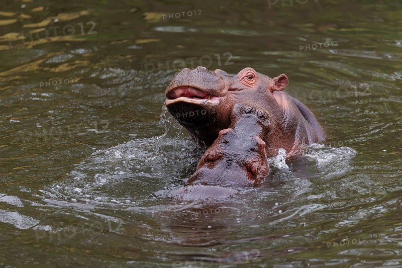 A young hippopotamus (Hippopotamus amphibius) plays in the water with its mother. Democratic Republic of the Congo, Uganda, Tanzania, Kenya, Ethiopia, Somalia, Sudan, Gambia, South Africa