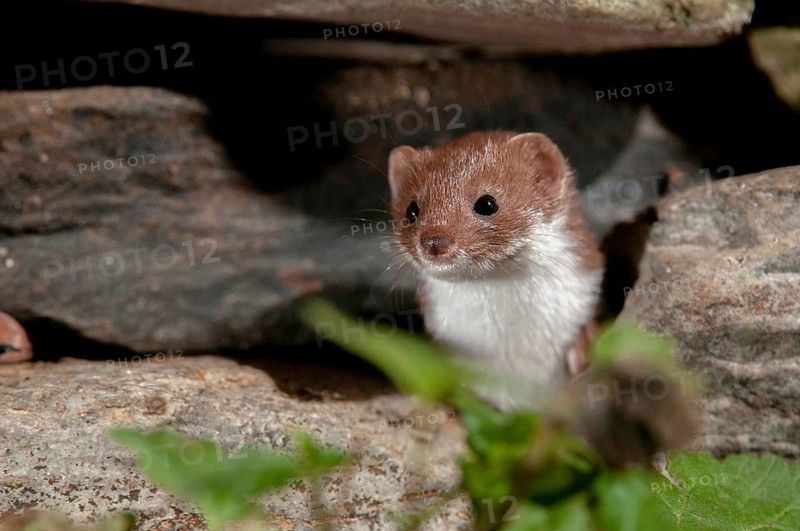 Carnivora, least weasel, mouse weasel, mustela nivalis, predators, dry-stone wall, mammals, raptors, mammals, dry stone wall