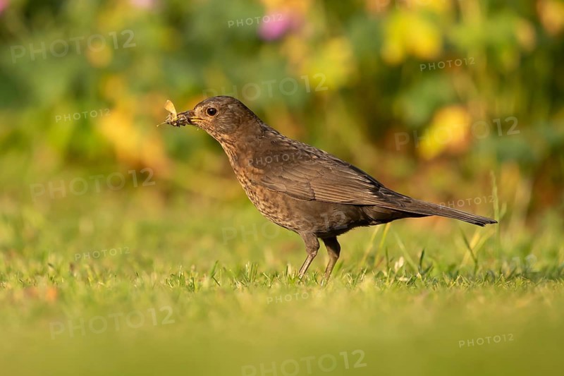 Eurasian blackbird (Turdus merula) adult female bird collecting grubs for food on a garden grass lawn, England, United Kingdom