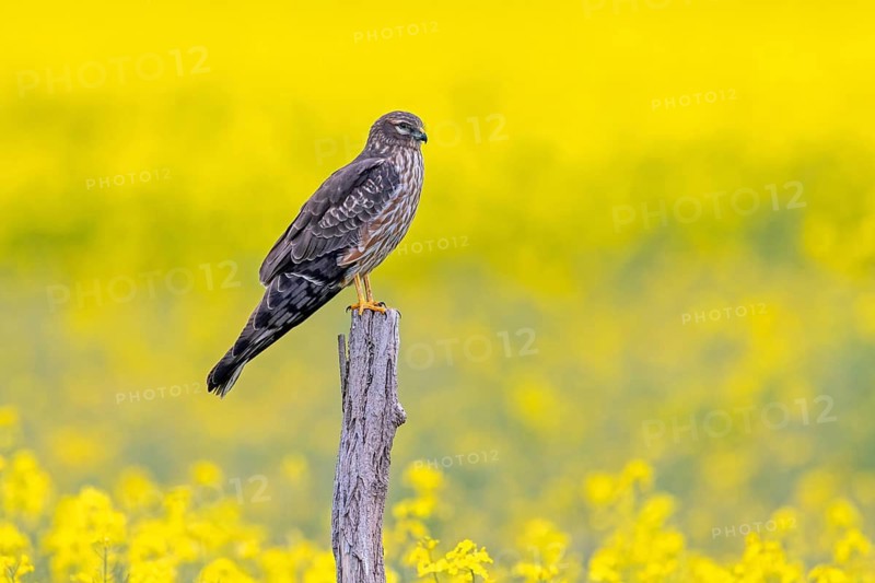 Montagu's harrier (Circus pygargus) adult female perched on wooden fence post along rapeseed field in spring
